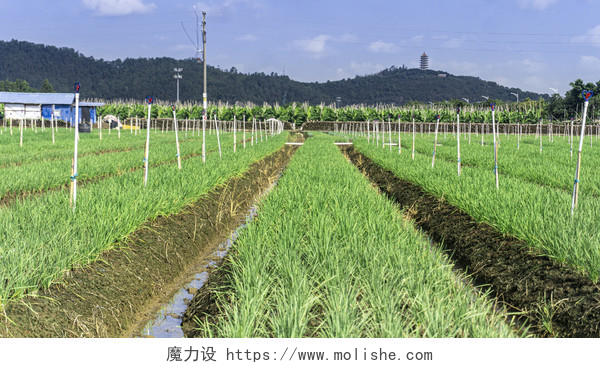 农业生产种植农田耕作摄影图